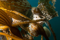 Triopha maculata (Spotted Triopha)