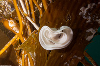 Triopha maculata (Spotted Triopha)