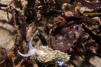 Homalopoma luridum (Dark Dwarf-Turban)