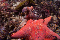 Octopus rubescens (Red Octopus)