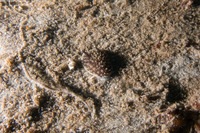 Acanthodoris brunnea (Brown Horned Dorid)