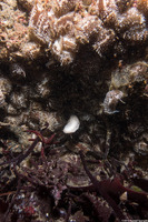 Onchidoris bilamellata (Barnacle-Eating Dorid)
