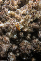 Onchidoris bilamellata (Barnacle-Eating Dorid)