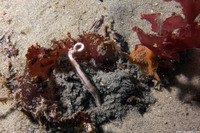 Amphiura arcystata (Sand Brittle Star)