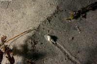 Epitonium indianorum (Money Wentletrap)