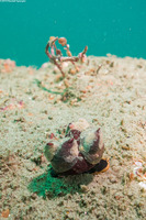 Crepidula adunca (Slipper Snail)