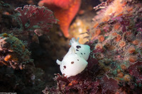 Diaulula sandiegensis (San Diego Dorid)