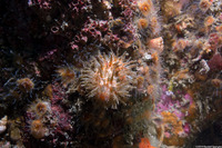 Halocynthia igaboja (Bristly Tunicate)