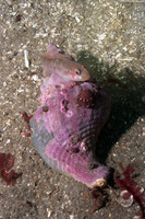 Kelletia kelletii (Kellet's Whelk)