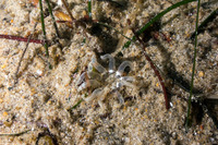 Halcampa decemtentaculata (Burrowing Anemone)