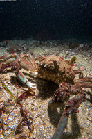Loxorhynchus grandis (Sheep Crab)