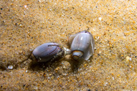 Callianax biplicata (Olive Snail)