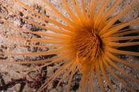 Pachycerianthus fimbriatus (Tube-Dwelling Anemone)