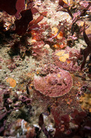 Pododesmus macrochisma (Abalone Jingle)