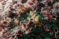 Pagurus retrorsimanus (Pagurus Retrorsimanus)