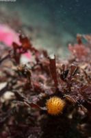 Boltenia villosa (Spiny-Headed Tunicate)