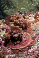 Pododesmus macrochisma (Abalone Jingle)