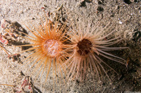 Pachycerianthus fimbriatus (Tube-Dwelling Anemone)