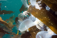 Melibe leonina (Lion's Mane Nudibranch)