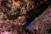 Chlamys hastata (Spiny Scallop)