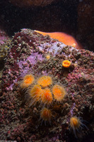 Astrangia haimei (Astrangia Haimei)