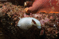Cadlina luteomarginata (Yellow Margin Cadlina)