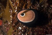Megathura crenulata (Giant Keyhole Limpet)