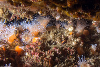 Hesperaptyxis luteopictus (Painted Spindle)