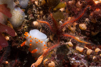 Triopha catalinae (Catalina Triopha)