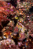 Oxylebius pictus (Painted Greenling)