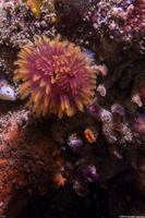 Eudistylia polymorpha (Feather Duster Worm)