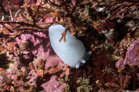 Berthella chacei (White Berthella)