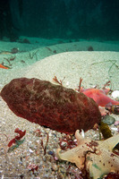 Cryptochiton stelleri (Gumboot Chiton)