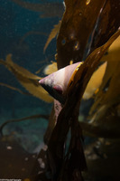 Crepidula adunca (Slipper Snail)