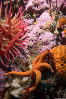 Henricia leviuscula (Blood Star)