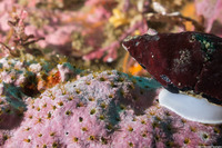 Dodecaceria concharum (Coralline Fringed Tube Worm)