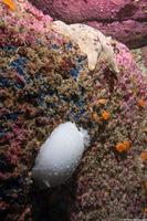 Doris odhneri (White Knight Dorid)