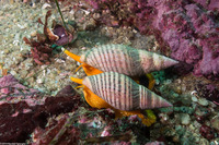 Megasurcula stearnsiana (Stearns' Turrid)