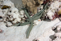 Linckia guildingi (Green Linckia)