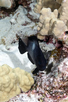 Dascyllus albisella (Hawaiian Dascyllus)