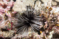 Echinothrix calamaris (Double-Spined Urchin)