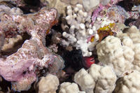 Chlorurus spilurus (Bullethead Parrotfish)