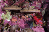 Arctides regalis (Regal Slipper Lobster)