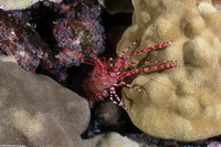 Saron marmoratus (Common Marbled Shrimp)