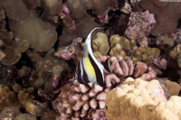 Zanclus cornutus (Moorish Idol)