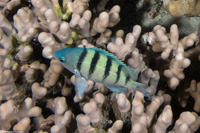 Abudefduf abdominalis (Hawaiian Sergeant)