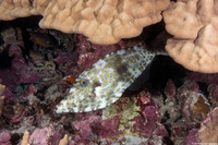 Aluterus scriptus (Scrawled Filefish)