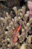 Paracirrhites arcatus (Arc-Eye Hawkfish)
