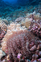 Acanthaster solaris (Crown-of-Thorns Star)