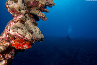 Antennarius commerson (Commerson's Frogfish)